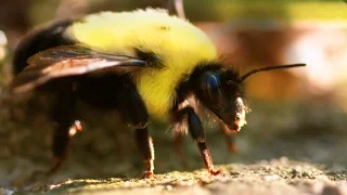 Amazing Bumblebees in 4K Slow Motion - 4K Macro