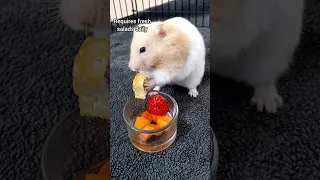 Reasons why my Hamster would Not Survive in the Wild! - Pet TikTok Trend🐹🌿