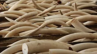 North Korea's diplomats in Africa are making big money selling ivory to Chinese