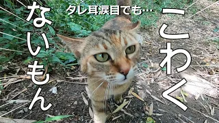 グズって面倒くさい娘猫がタヌキと遭遇して怖くて黙ります