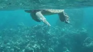 Fibropapilloma Green Sea Turtle MAUI