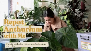 Repot Anthurium With Me | Tips and Tricks