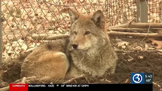 The solar eclipse's effect on animals