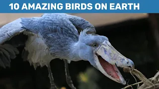 Animal facts for kids : 10 Amazing Birds On Earth