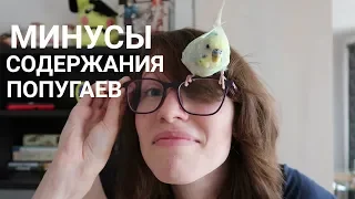 МИНУСЫ СОДЕРЖАНИЯ ВОЛНИСТОГО ПОПУГАЯ | ПРИЧИНЫ НЕ ЗАВОДИТЬ ПОПУГАЯ | Aoi Inko