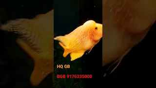 HQ GB Flowerhorn fish sale #flowerhorn #aquarium #goldenbase #biggboss #cookwithcomali