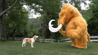 Puppy vs Giant Woolly Mammoth: Cute Puppy Dog Indie Surprised by Wooly Elephant Prank