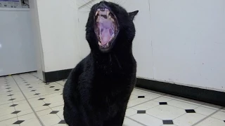 Epic Cat Yawn