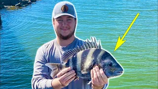 How To Catch SHEEPSHEAD In GALVESTON TX (Catch & Cook)