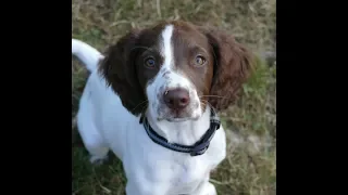 Bubbles - 14 Week Old Springer Spaniel Puppy - 3 Week Customised Dog Training Course
