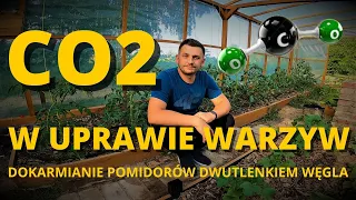 CO2 W UPRAWIE WARZYW - DOKARMIANIE POMIDORÓW DWUTLENKIEM WĘGLA