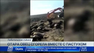 Стали известны подробности гибели пастуха и отары (ВИДЕО)