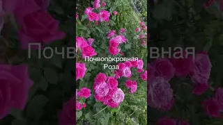 Почвопокровная Роза 2 год цветения