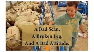 When Breeding Sheep Out Of Season Sucks (A VERY BAD DAY):  Vlog 98