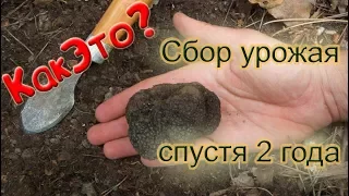 Сбор урожая трюфеля спустя 2 года