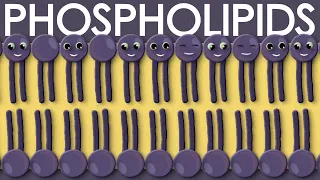 Phospholipids: types, structure and function