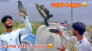 1 saal baad kabutr aaya 🤩 ( pigeon came after one year 😳 ) fayda hua