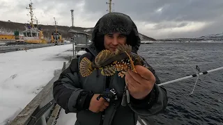 МОРСКАЯ РЫБАЛКА С ПРИЧАЛА / SEA FISHING FROM THE PIER