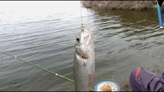 河边钓鲫鱼，这样的钓位钓鱼人很喜欢，每一杆都上鱼太给力！
