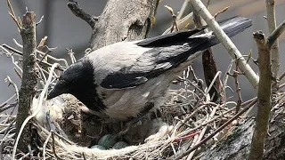 Охота на Ворон Сорок и Галок Кроухантинг с пневматикой в Мае ч.1 Crow Hunting 2022