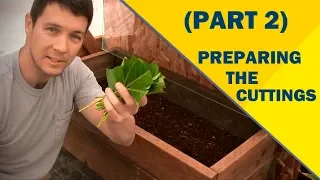 Propagate Plants Like a Pro (Part 2) | Preparing the Cuttings of English Laurel