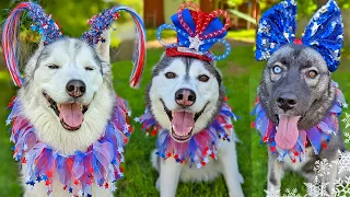 10 Tips To Keep Your Dog Calm Around Fireworks 🎆