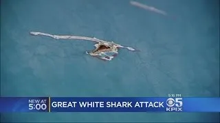 Great White Shark Attacks Fishing Boat Off Santa Cruz Coast