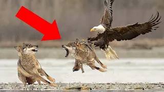 How Killer Eagles Catch Wolves? - Eagle Attacks Caught on Camera