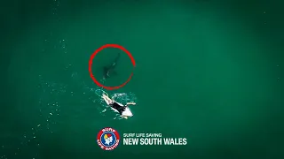 Shark Gets Dangerously Close to Surfer in Australia