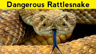 The Cascabel Rattlesnake | World's Deadliest Snakes | Bright Side Nature
