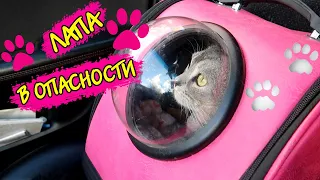 КОТ БЕЗ ЛАПКИ ЕДЕТ В БОЛЬНИЦУ! ОСКОЛОК В ЛАПЕ?