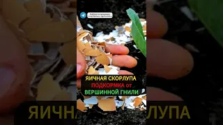 Яичная скорлупа эффективная кальциевая подкормка #огород #подкормка #яичнаяскорлупа #томаты #урожай