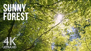 10 Hours Soothing Birds Chirping & Forest Sounds for Stress Relief - 4K Forest Walk on a Sunny Day