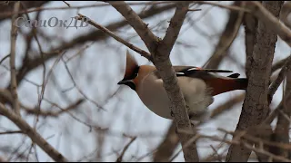 Спасск-Дальний. Свиристели прилетели...