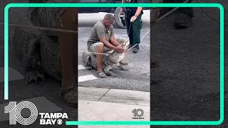 CLOSE CALL 🐊 Trapper thrown off #gator’s back, nearly bitten in #hillsboroughcounty #tampabay