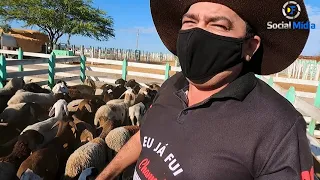 Uma das maiores feiras de animais do Piaui (Paulistana) comercio de ovinos e caprinos.