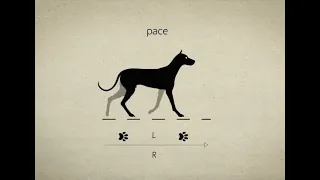 Dog animation reference