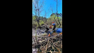 BEAVER DAM REMOVAL In One Minute! We're Gonna Drain Beaver Dam Swamp! #shorts