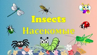 Insects. Насекомые на английском. #УчуАнглийский