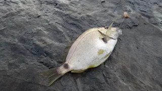 Морская рыбалка, рокфишинг, Чёрное море. Ловим ласкиря на бомбарду.