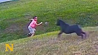 Heroic German Shepherd Protects Boy from Attacking Dog