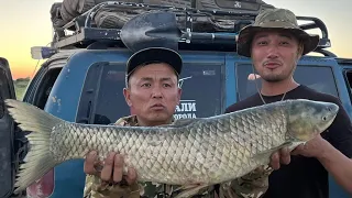 Поймали огромных Амуров голыми руками ...