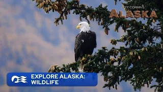 Explore Alaska: Wildlife