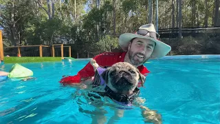 Cutie Pie the Pug puppy learning to swim