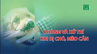 Phòng và xử trí khi bị Chó, Mèo cắn| VTC14