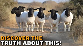 Why raise Dorper sheep? UNCOVER THE TRUTH!