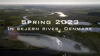 Salmon Fishing in Skjern river - Big fat salmon, SPRING 2023