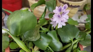 Chap-42 how to grow water Hyacinth at home