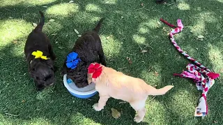 Ruby and Charlie Brown’s puppies and Kai and Captain‘s son are introduced to the great outdoors!