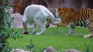 White Tiger and Bengal Tiger Loro Parque Tenerife [Full HD]